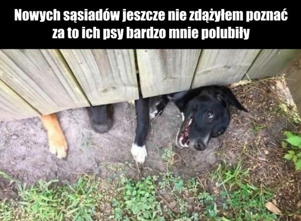 Psy sąsiadów