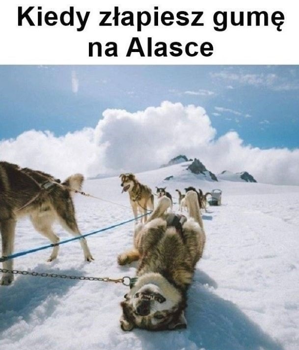 Złapanie gumy na Alasce