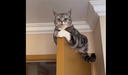 Koci monitoring