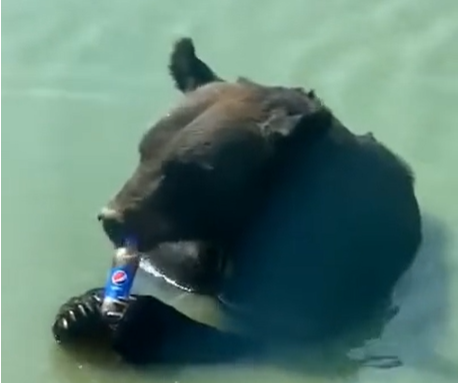 Niedźwiedź i pepsi