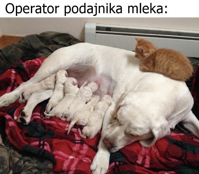 Operator podajnika mleka