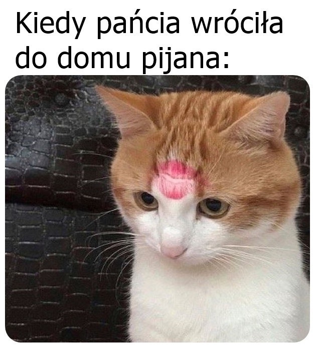 Pijana kociara