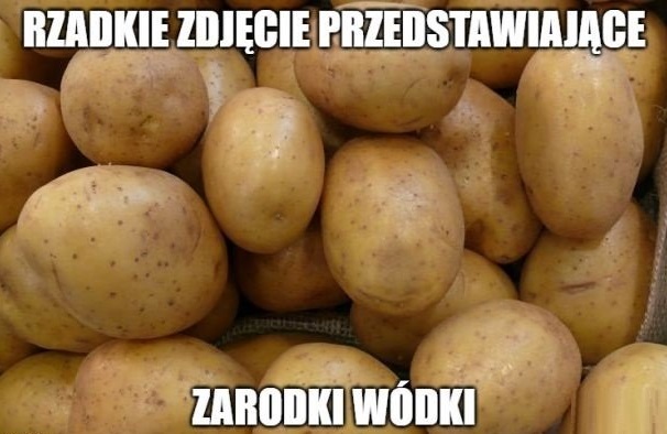 Zarodki wódki