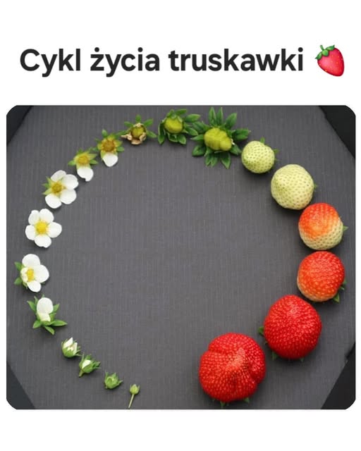 Cykl życia truskawki