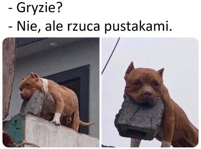 Czy on gryzie