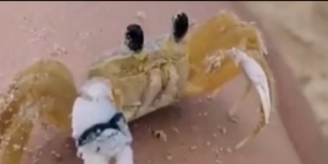 Jak krab czyści swoje oczy