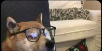 Śmieszny pies w okularach