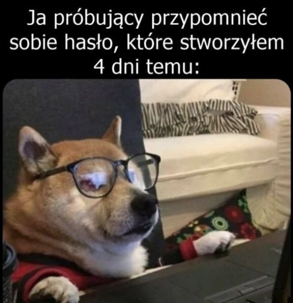 Śmieszny pies w okularach