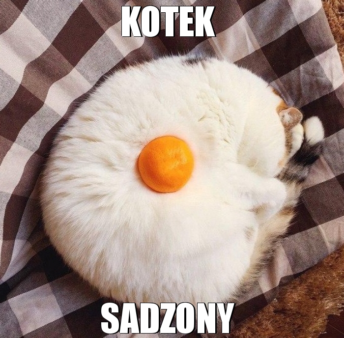 Kotek sadzony