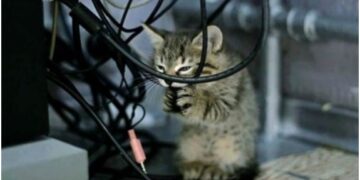 Nie będzie internetu