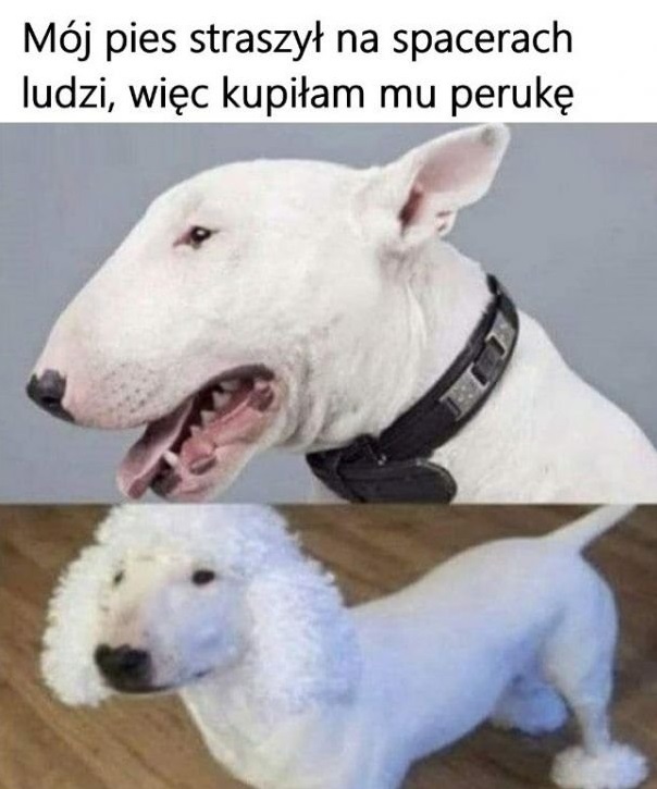 Peruka dla bulteriera