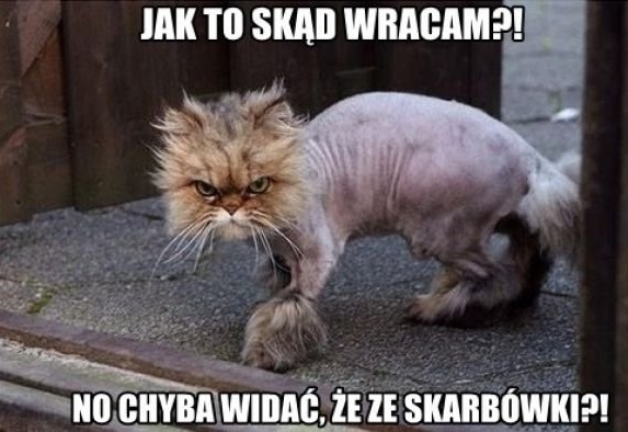Powrót ze skarbówki