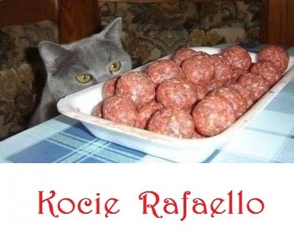 Kocie Rafaello