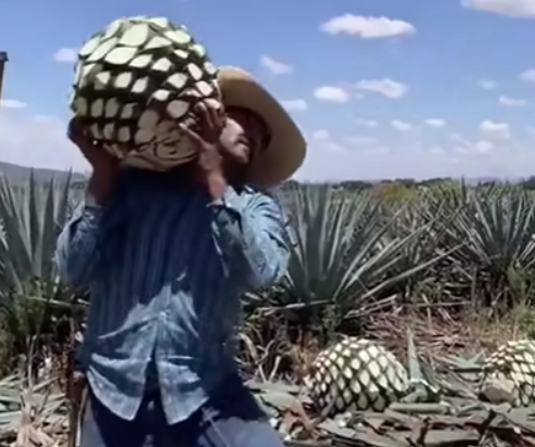 Robienie tequili