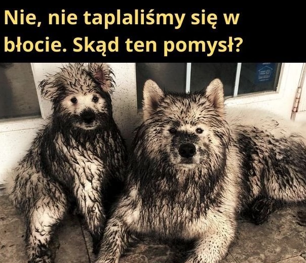 Skąd ten pomysł