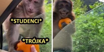 Studenci na sesji