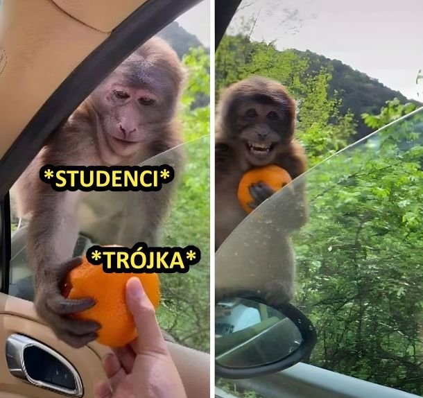 Studenci na sesji