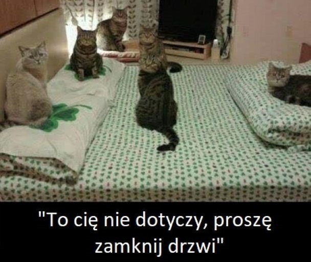 Tajne zebranie kotełów