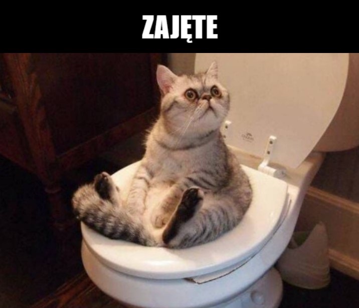 Zajęte-kotek na kibelku