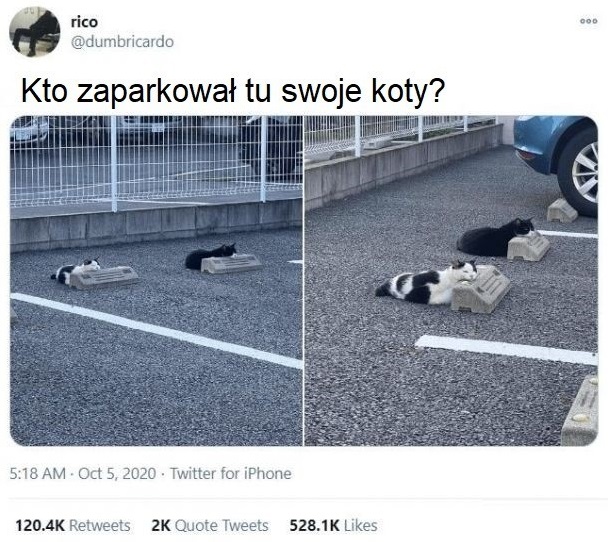 Zaparkowane koty