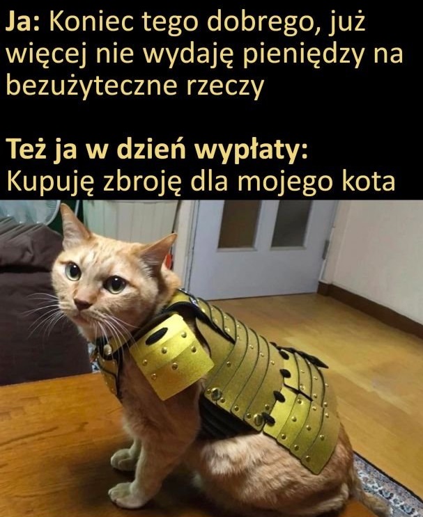 Zbroja dla kota