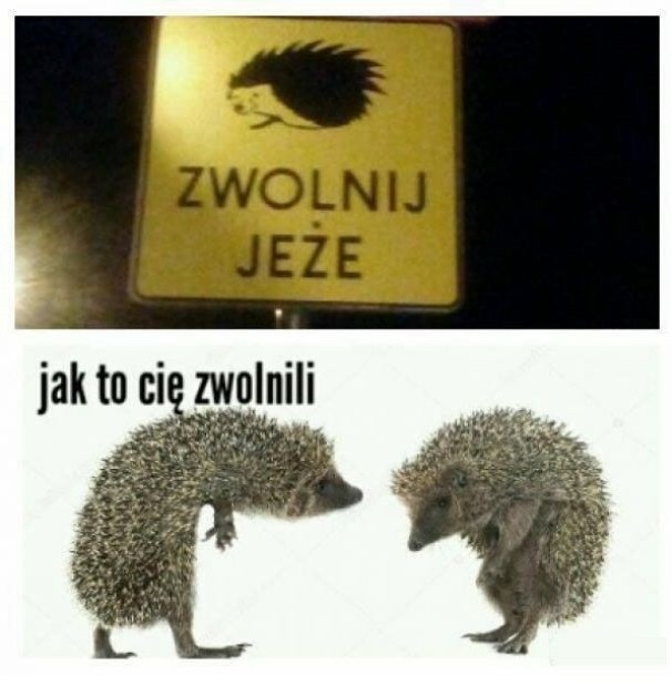 Zwolnij jeże